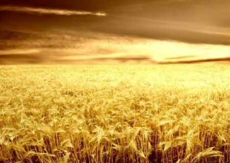 آغاز برداشت گندم از ۸ هزار هکتار زمین در شهرستان خداآفرین