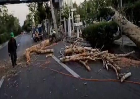 رفع خطر از درختان چنار کهنسال در تبریز