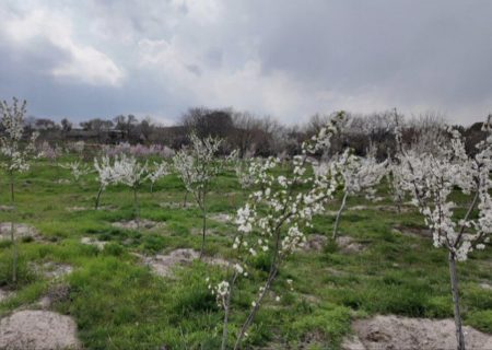 اجرای ۳۷ پارک و باغ میوه در تبریز