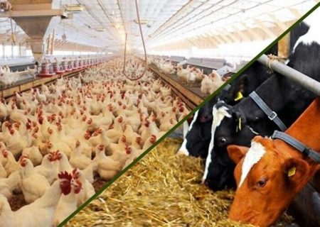 صادرات ۷ونیم میلیون کیلوگرم خوراک دام و فرآورده‌های خام دامی از آذربایجان شرقی