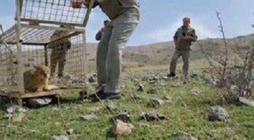 زندهگیری یک قلاده گربه جنگلی در اهر