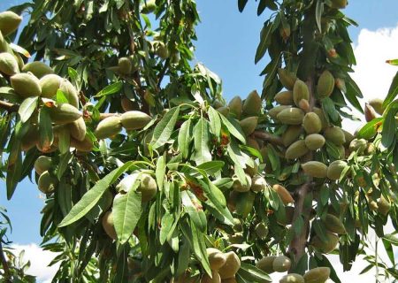 تولید بادام آذربایجان‌شرقی به ۱۴ هزار تن می‌رسد/توسعه ارقام دیرگل برای مهار خسارت سرما