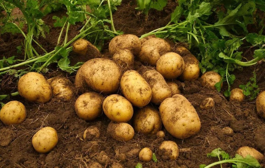 برداشت بیش از ۴۱۷ هزار تن سیبزمینی از مزارع آذربایجان شرقی
